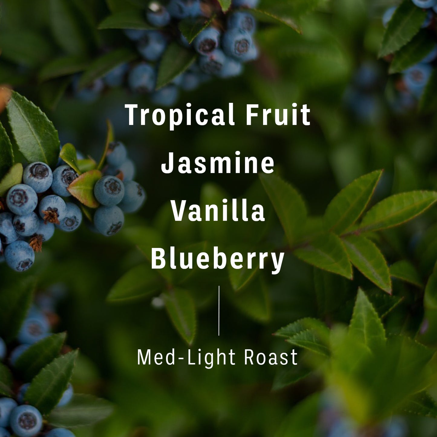 Flavor notes and roast level of Glowy Gesha coffee beans imposed on background of blueberry bush. Text reads, “Tropical Fruit, Jasmine, Vanilla, Blueberry, Med-Light Roast," 2 of 4.