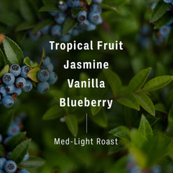 
                  
                    Flavor notes and roast level of Glowy Gesha coffee beans imposed on background of blueberry bush. Text reads, “Tropical Fruit, Jasmine, Vanilla, Blueberry, Med-Light Roast," 2 of 4.
                  
                
